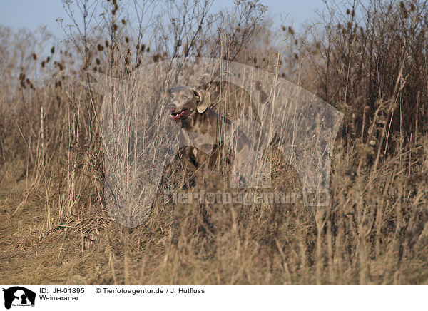 Weimaraner / Weimaraner / JH-01895