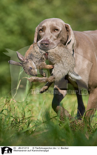 Weimaraner auf Kaninchenjagd / Weimaraner at rabbit hunting / JB-01213