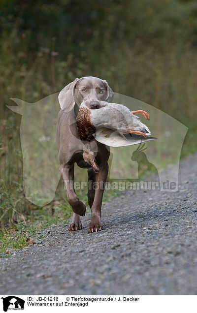 Weimaraner auf Entenjagd / JB-01216