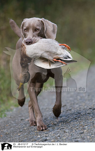 Weimaraner auf Entenjagd / Weimaraner at duck hunting / JB-01217