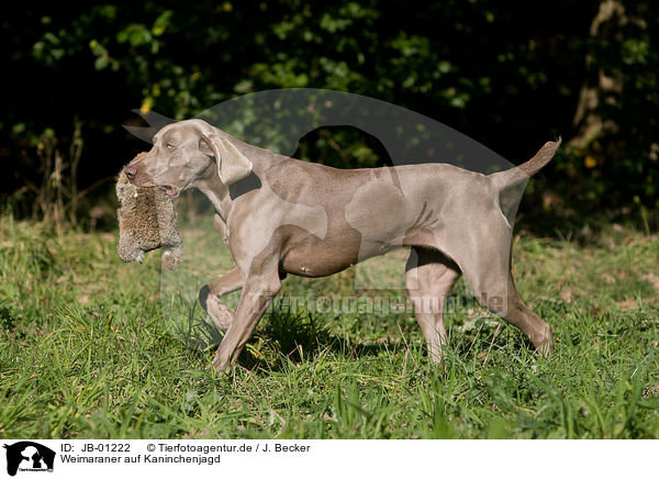 Weimaraner auf Kaninchenjagd / Weimaraner at rabbit hunting / JB-01222