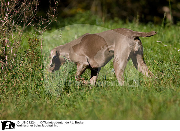 Weimaraner beim Jagdtraining / Weimaraner at hunting / JB-01224
