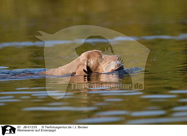Weimaraner auf Entenjagd / Weimaraner at duck hunting / JB-01235