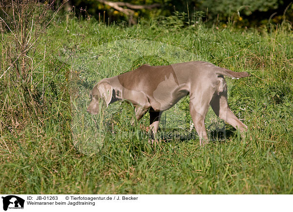 Weimaraner beim Jagdtraining / Weimaraner at hunting / JB-01263