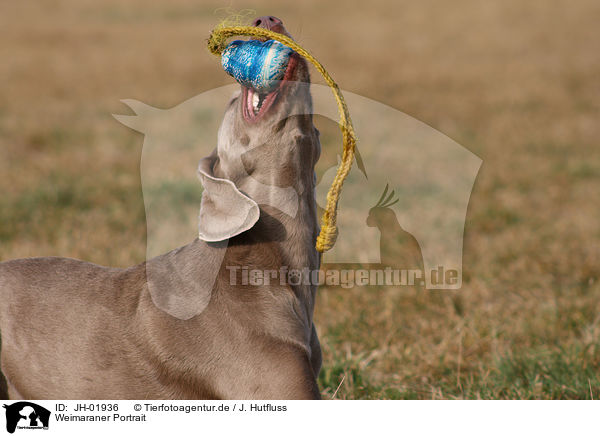 Weimaraner Portrait / Weimaraner Portrait / JH-01936