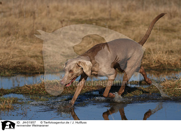 rennender Weimaraner / running Weimaraner / JH-01957