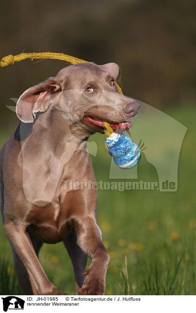 rennender Weimaraner / running Weimaraner / JH-01985
