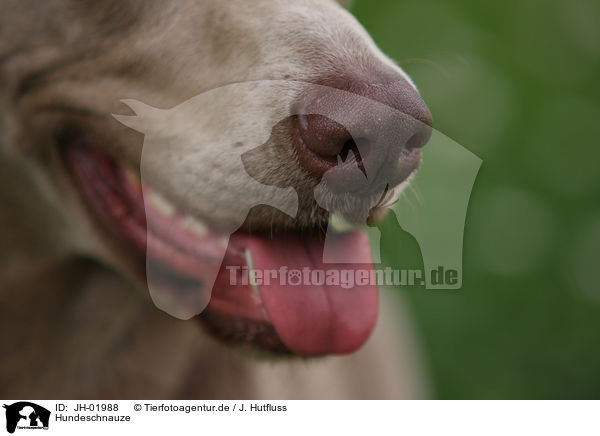 Hundeschnauze / dog snout / JH-01988