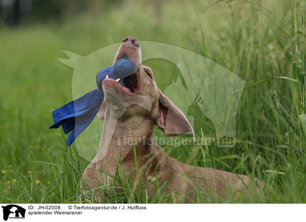 spielender Weimaraner / JH-02008