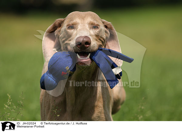 Weimaraner Portrait / JH-02024