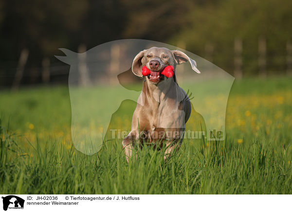 rennender Weimaraner / JH-02036