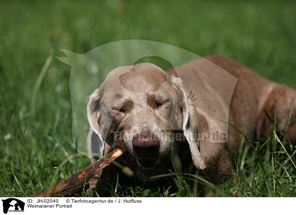 Weimaraner Portrait / Weimaraner Portrait / JH-02040