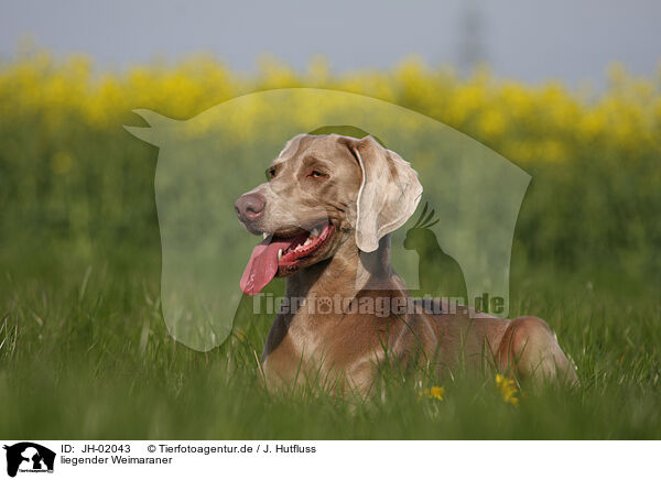 liegender Weimaraner / lying Weimaraner / JH-02043