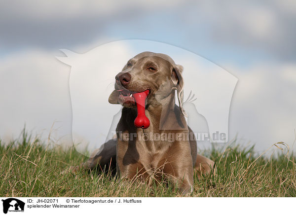 spielender Weimaraner / JH-02071