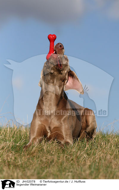 liegender Weimaraner / lying Weimaraner / JH-02078