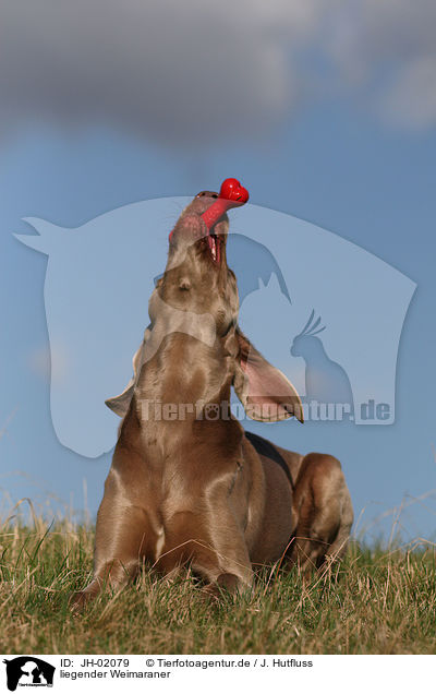 liegender Weimaraner / JH-02079