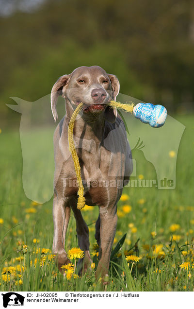 rennender Weimaraner / JH-02095