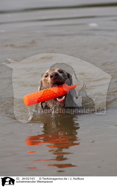 schwimmender Weimaraner / JH-02143