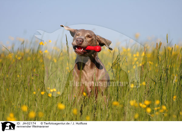 rennender Weimaraner / JH-02174