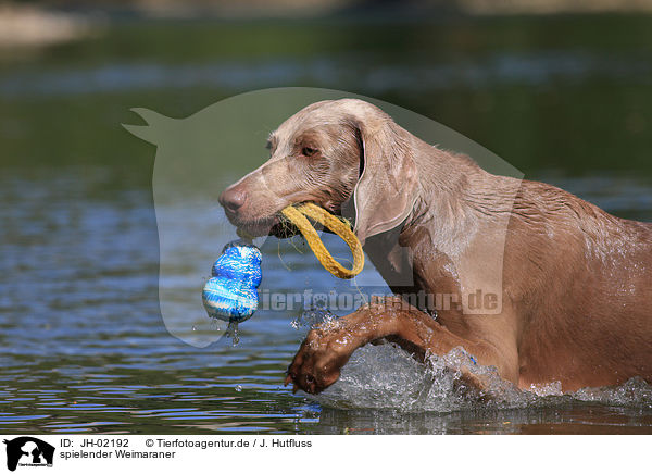 spielender Weimaraner / JH-02192