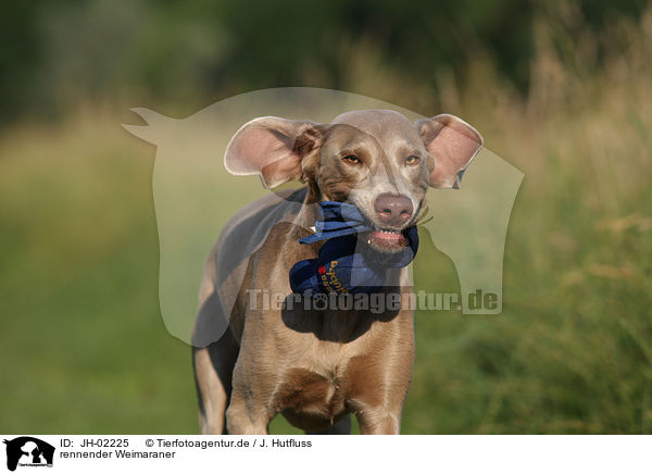rennender Weimaraner / JH-02225