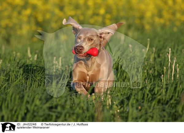 spielender Weimaraner / JH-02246