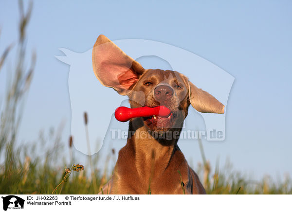 Weimaraner Portrait / Weimaraner Portrait / JH-02263