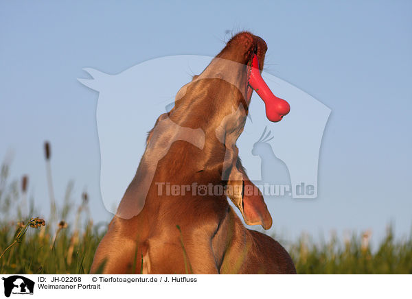 Weimaraner Portrait / JH-02268