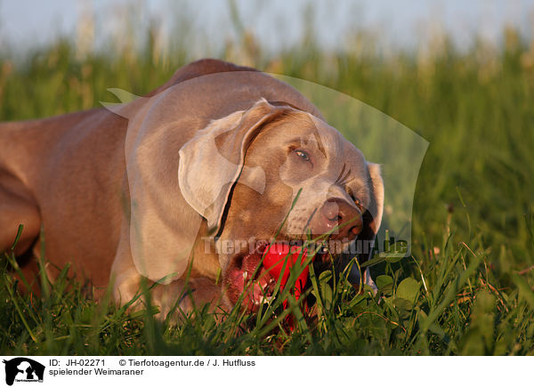 spielender Weimaraner / JH-02271