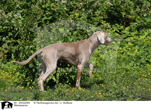 Weimaraner / Weimaraner / JH-02294