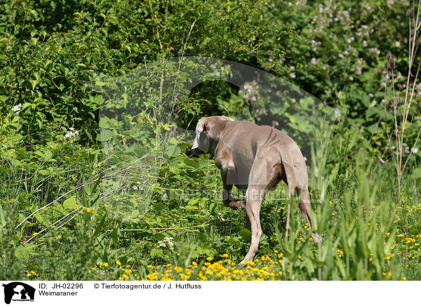 Weimaraner / Weimaraner / JH-02296