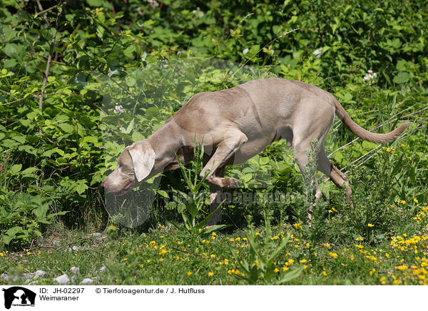 Weimaraner / Weimaraner / JH-02297