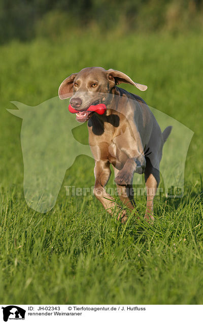 rennender Weimaraner / JH-02343