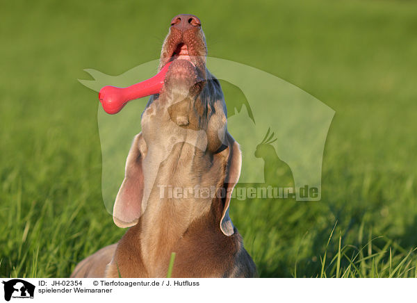 spielender Weimaraner / JH-02354