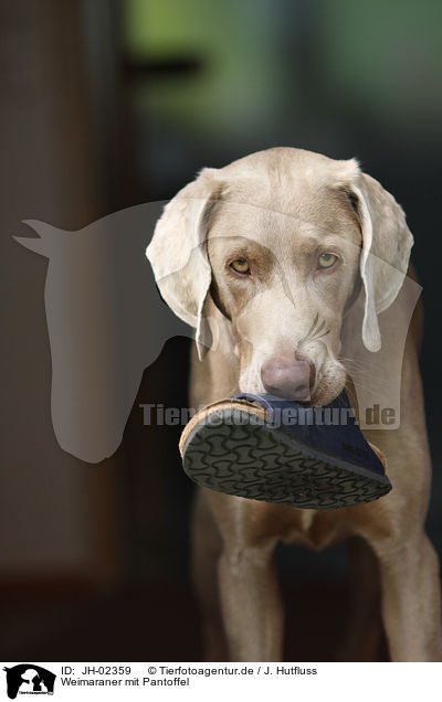 Weimaraner mit Pantoffel / JH-02359