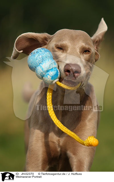 Weimaraner Portrait / JH-02370