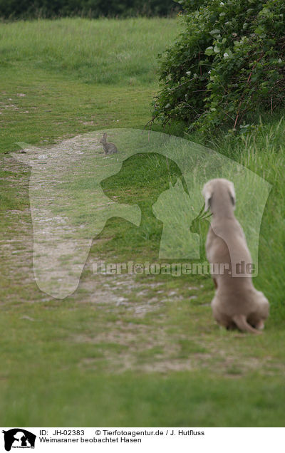 Weimaraner beobachtet Hasen / Weimaraner watchs hare / JH-02383