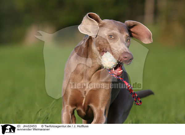 rennender Weimaraner / running Weimaraner / JH-02453