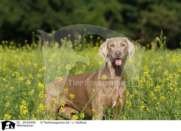 Weimaraner / Weimaraner / JH-02495