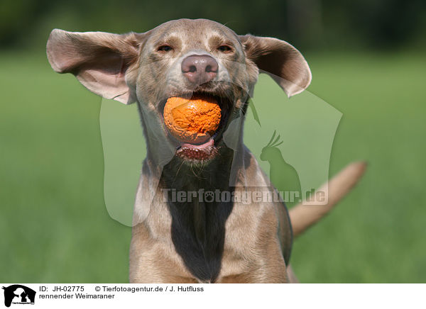 rennender Weimaraner / running Weimaraner / JH-02775