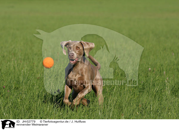 rennender Weimaraner / running Weimaraner / JH-02779