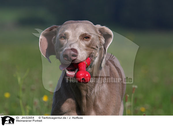 Weimaraner Portrait / Weimaraner Portrait / JH-02854