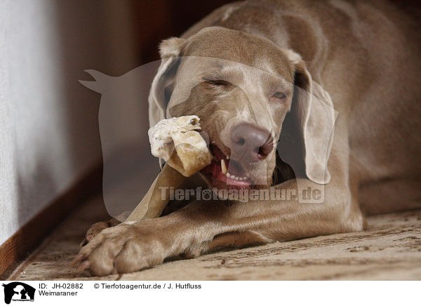 Weimaraner / Weimaraner / JH-02882