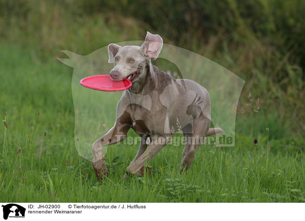 rennender Weimaraner / JH-02900
