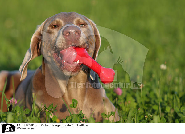 Weimaraner / Weimaraner / JH-02915