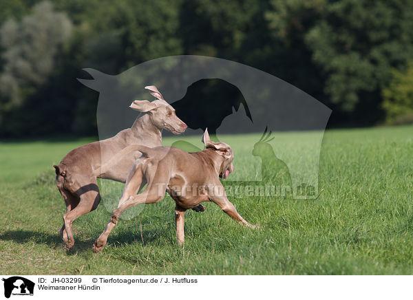 Weimaraner Hndin / female Weimaraner / JH-03299