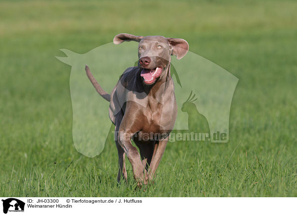 Weimaraner Hndin / female Weimaraner / JH-03300