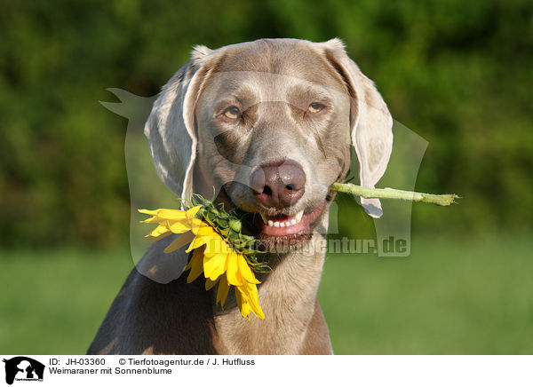 Weimaraner mit Sonnenblume / Weimaraner with sunflower / JH-03360