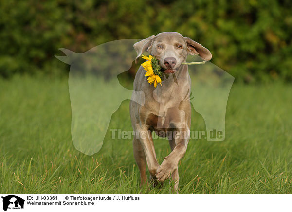 Weimaraner mit Sonnenblume / Weimaraner with sunflower / JH-03361