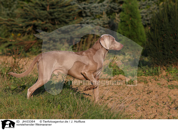 vorstehender Weimaraner / Weimaraner / JH-03364